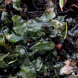 Pallavicinia lyellii (veilwort)